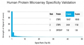 CTBP2 Antibody / C-terminal-binding protein 2