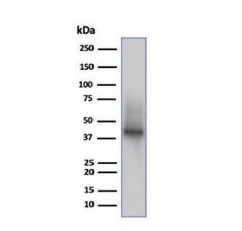 CD38 Antibody