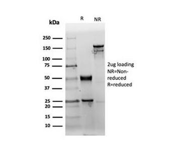 CD38 Antibody