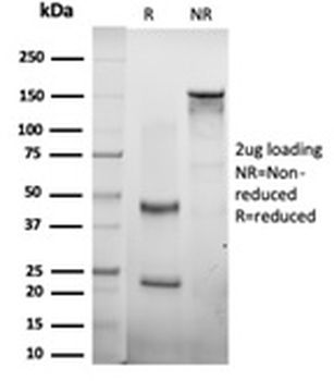 CTBP2 Antibody / C-terminal-binding protein 2