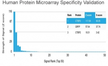 CTBP2 Antibody / C-terminal-binding protein 2