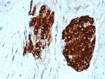INHA Antibody / Inhibin alpha