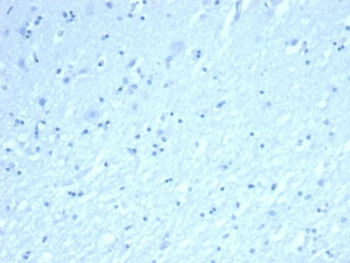 INHA Antibody / Inhibin alpha