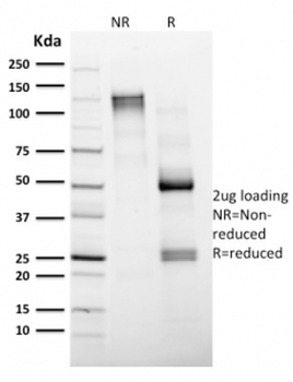 CD4 Antibody