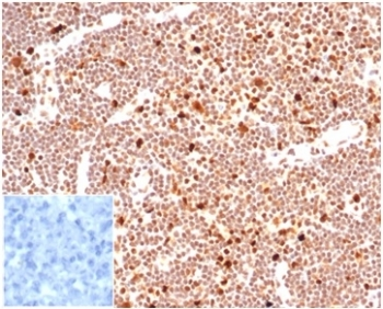 PCNA Antibody