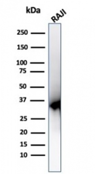 PCNA Antibody