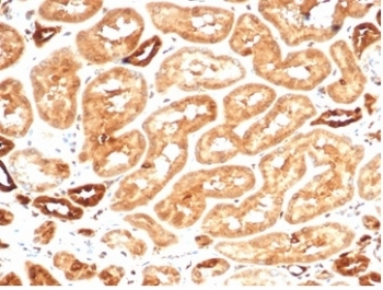 AKR1B1 Antibody / Aldose reductase