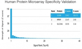 S100B Antibody