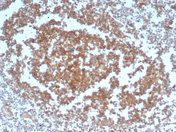 CD40 Antibody