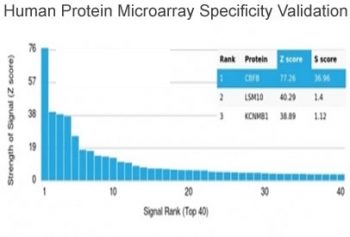 CBFB Antibody