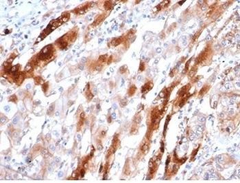 Glutamine Synthetase Antibody / GLUL