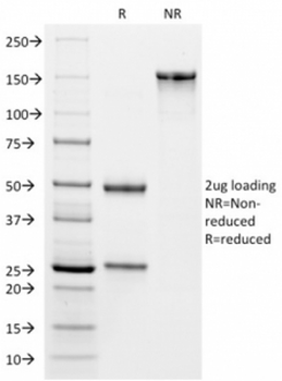 VISTA Antibody / GI24