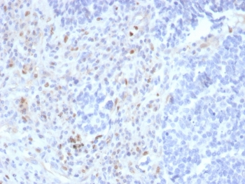 PU.1 Antibody / SPI1