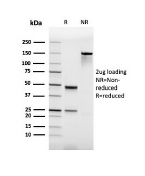 PU.1 Antibody / SPI1