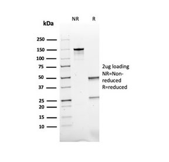 ACTH Antibody / CLIP