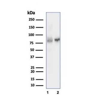 Ku80 Antibody / XRCC5