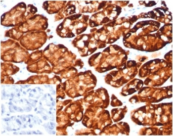 Glutamine Synthetase Antibody / GLUL