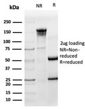 HA Tag Antibody