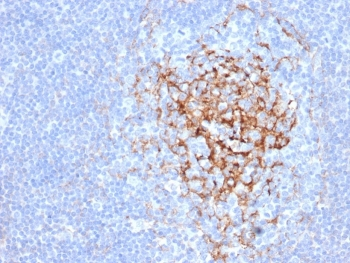 CD35 Antibody / CR1