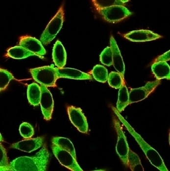 PBX1 Antibody