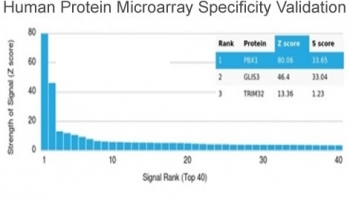 PBX1 Antibody