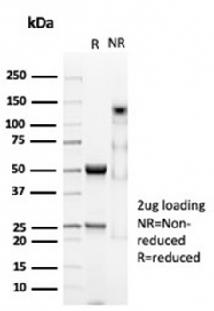 CD74 Antibody