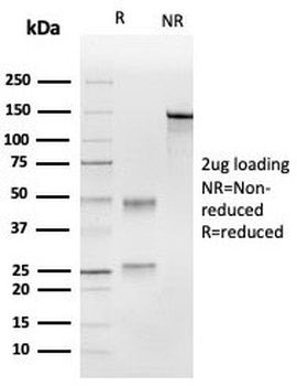 CD63 Antibody / LAMP-3