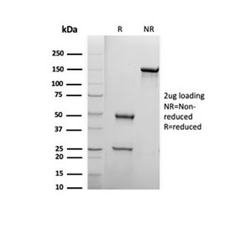 Biotin / Vitamin B7 / Vitamin H Antibody