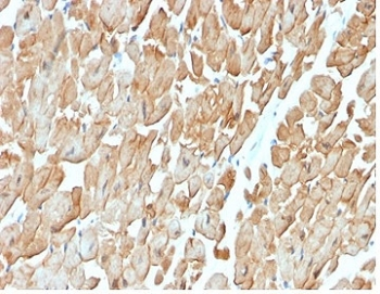 Dystrophin Antibody / DMD