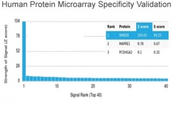 SMAD9 Antibody