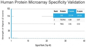 CA8 Antibody / Carbonic Anhydrase VIII