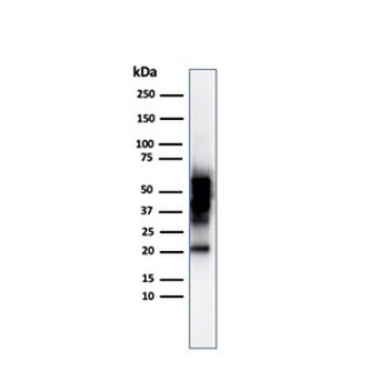SOX10 Antibody