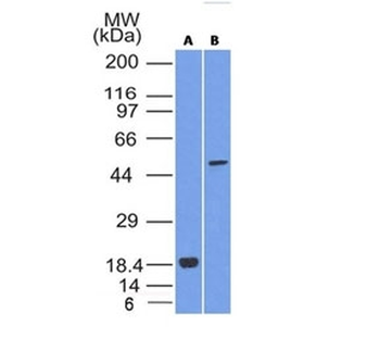 SOX10 Antibody