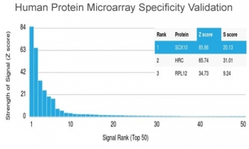 SOX10 Antibody