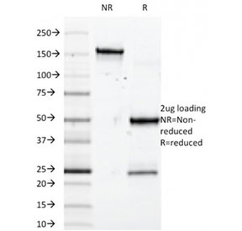 SOX10 Antibody