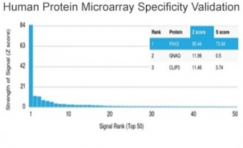 PAX2 Antibody