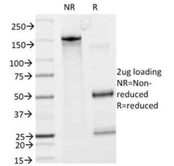 HGAL Antibody / GCSAM / GCET2