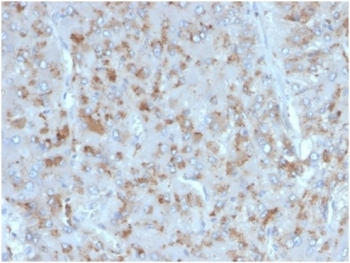 IL15 Antibody