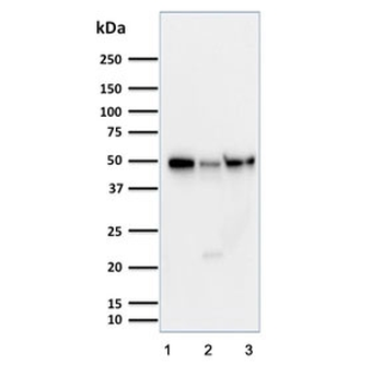 Cyclin A1 Antibody / CCNA1