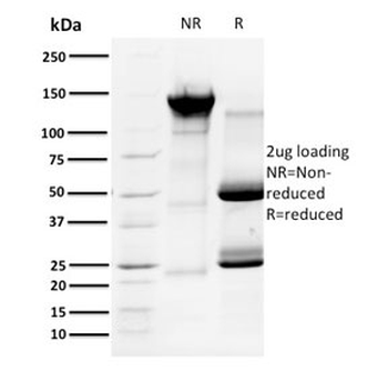 Cyclin A1 Antibody / CCNA1