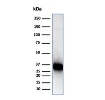 CD74 Antibody