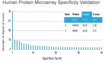 CD2 Antibody / Lymphocyte Function Antigen 2 / LFA-2