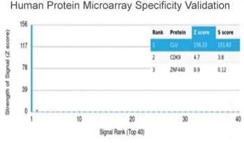 Clusterin Antibody / Apolipoprotein J / APO-J