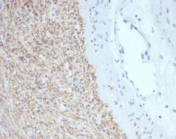 c-Kit Antibody / CD117 / SCFR