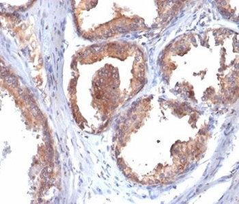 HSP90 beta Antibody / HSP90AB1