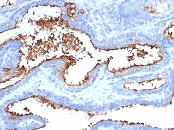 CD13 Antibody / ANPEP