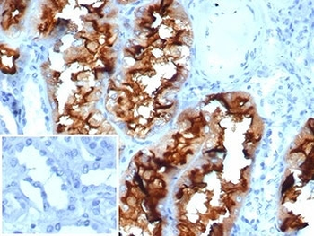 CD13 Antibody / ANPEP