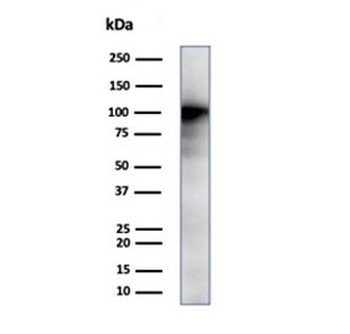 CD13 Antibody / ANPEP