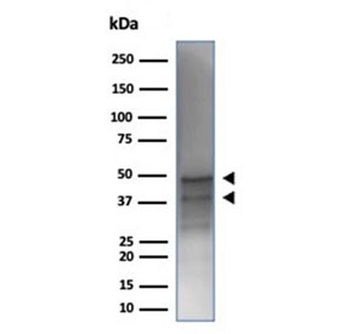 GATA3 Antibody