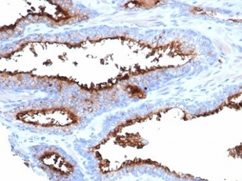 CD13 Antibody / ANPEP